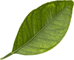 Falling citrus leaf isolated