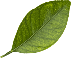 Falling citrus leaf isolated