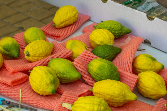 Etrog or citron fruit for Jewish holiday Sukkot.
