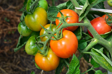 Ripe Tomatoes on the Vine A Close-up View of Fresh, Growing Produce