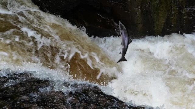 Beautiful silver Atlantic Salmon (salmo salar) jumping high up a waterfall in Perthshire, Scotland. Slow motion