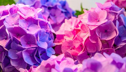 Obraz premium Vibrant pink and purple hydrangea blossoms close-up