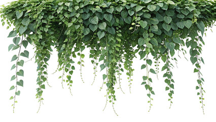 Abundant green hanging vines with dense leaves isolated on transparent background