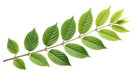 Green ash tree leaf branch isolated on transparent background