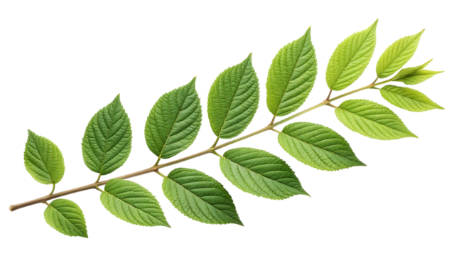 Green ash tree leaf branch isolated on transparent background