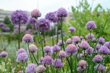 ornamental onion is a perennial plant. flower landscape