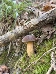 Funghi Porcini nel Bosco in autunno