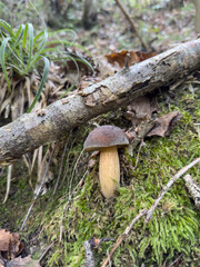 Funghi Porcini nel Bosco in autunno