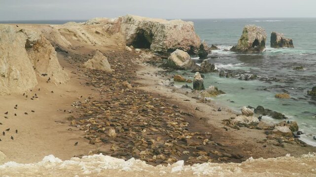 Static view of a large sea lion colony spread across rocky coastal shore with caves in background.