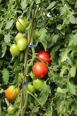  Pomodori maturi e acerbi su pianta rigogliosa, simbolo di crescita e abbondanza nel raccolto estivo.