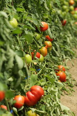  Pomodori maturi e acerbi su pianta rigogliosa, simbolo di crescita e abbondanza nel raccolto estivo.