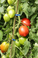  Pomodori maturi e acerbi su pianta rigogliosa, simbolo di crescita e abbondanza nel raccolto estivo.