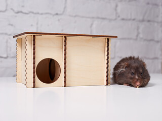 Cute dark hamster next to a house on a white table
