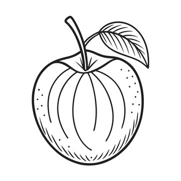 aprium fruit line art on white background