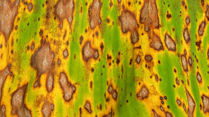 Banana leaf background with brown, green, yellow spots. Ecology and environmental concept. For graphic design, 3D rendering and banner background
