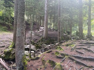 Ballade dans le vercors &agrave; Villard de lans en france