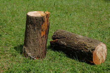 Obraz premium Pine tree trunk cut in grass field. Ecology and environmental concept. For graphic design, 3D rendering and banner background