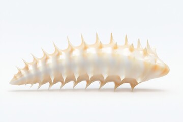 Seashell on white background for marine life or nature design