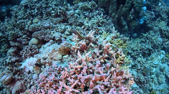 Tropical fish on the coral reef (Blackside hawkfish,  Paracirrhites forsteri). Underwater video from scuba diving, deep reef exploration. Fish and coral reef, tropical wildlife.