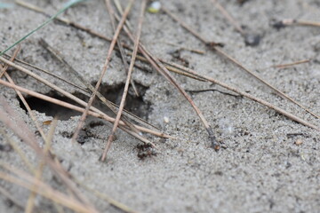 Close-up of a hole into the anthill in sand with dry pine needles 