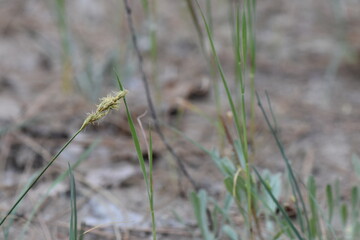 A closeup of a green grass plant growing on the sand in pine forest 