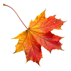 Obraz premium Maple leaf fall autumn illustration isolated on transparent background 