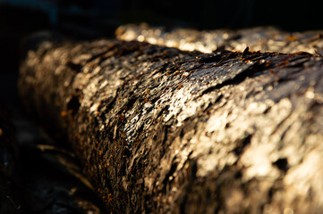 Sunlight filters through trees, illuminating the rough bark of a fallen tree trunk, showcasing nature's beauty and detail