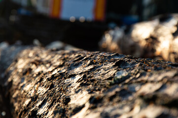 Sunlight gently illuminates a rough log, revealing intricate textures and details in a tranquil forest environment