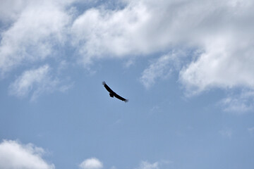 Fototapeta premium A solitary bird of prey flies high in a cloudy sky