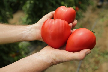 Mani che raccolgono pomodori Cuore di Bue freschi nell'orto
