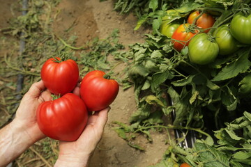 Mani che raccolgono pomodori Cuore di Bue freschi nell'orto