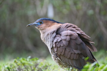 Malayan Night Heron standing alert on the ground in Taipei, Taiwan