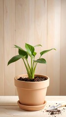 Obraz premium Small houseplant in terracotta pot on light wood table
