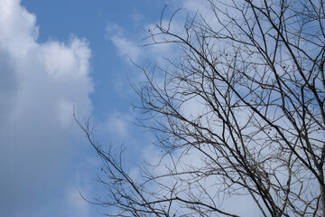 Dry tree branches with white clouds and blue sky background. Ecology and environment concept. For graphic design, 3D rendering and banner background