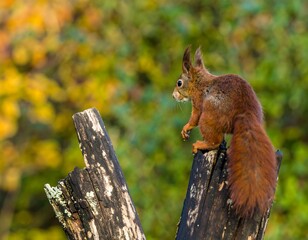 Squirrel perched on a fallen log in autumnal forest