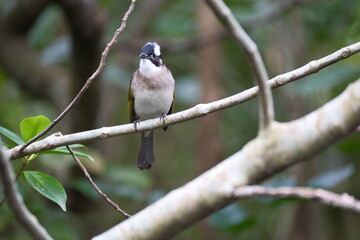 Chinese Bulbul sitting calmly on branch, Taipei City, Taiwan