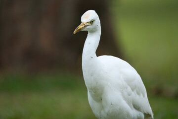 Cattle Egret standing in grassy field, Taipei City, Taiwan