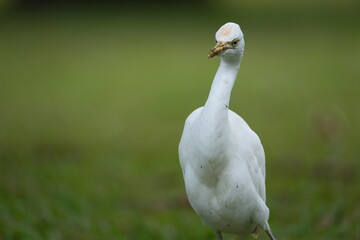 Cattle Egret closeup in Taipei City, Taiwan