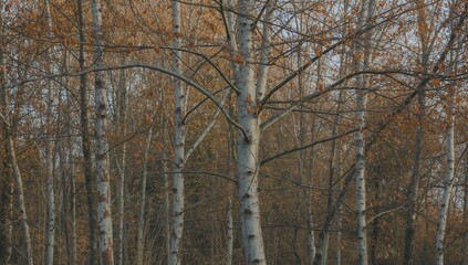 Fototapeta premium Tranquil autumn forest with birch trees in varying shades of brown and gold under soft sunlight