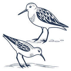 Illustration of two dunlins, one standing and one foraging, perfect for nature guides, educational materials, or coastalthemed designs, line art