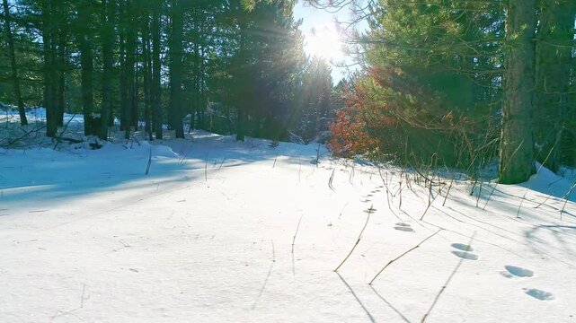 Beautiful winter landscape, snow cover in the forest, footprints, sunny day