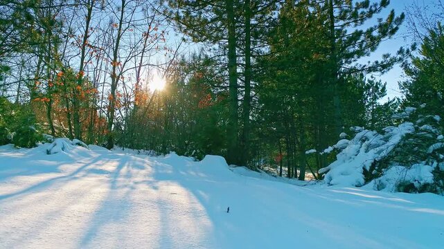 Aerial winter nature, flickering sun trough bare branches in the forest, snow