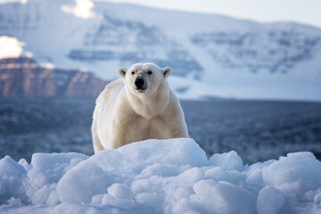 Polar bear, ursus maritimus, and the red rock mountains of Vikinge Bay, Scoresby Sund, Greenland. Front view of an adult female standing on a blue iceberg.