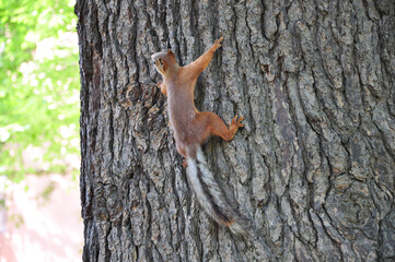 Red squirrel climbing vertically on tree bark with sharp claws and fluffy tail in bright summer sunlight among green foliage in peaceful forest environment