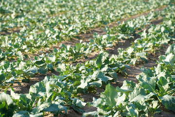 The radishes in the field are growing.