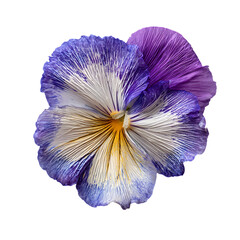Pansy Petal png