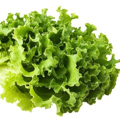 Crisp Fresh Organic Green Lettuce Head Isolated on White Background Healthy Food Ingredient
