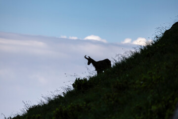 Silhouette of Alpine Chamois on Mountain Slope at Dawn