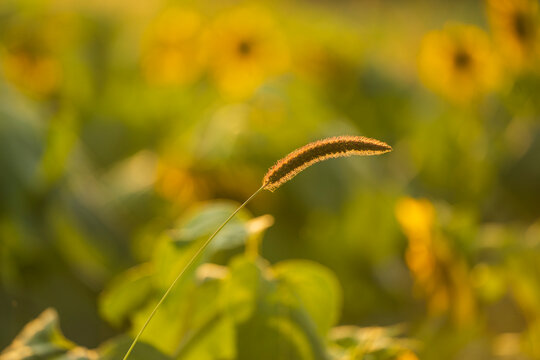 A close-up of the setaria, the beautiful setaria