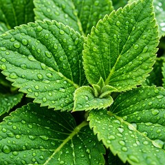Close-up view of lush green leaves glistening with dew drops, showcasing intricate details and vibrant color.